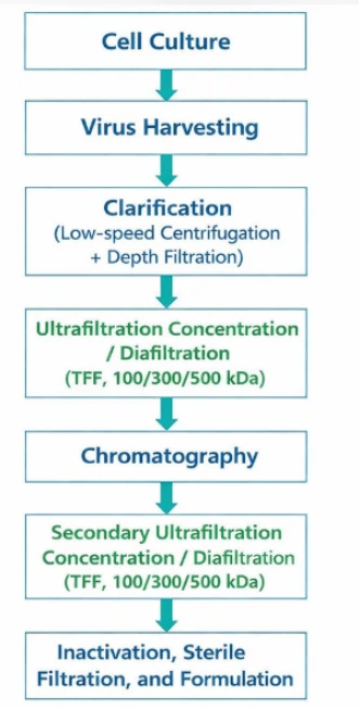 Sigir yuqumli rinotraxeit (IBR) vaktsinasini sanoat-miqyosida quyi oqimda toz...